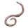 Earthworms