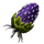 Plant Species W Fruit