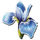 Rare Flower